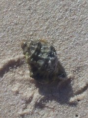 Tonnoidea