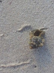 Tonnoidea