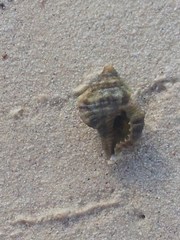 Tonnoidea