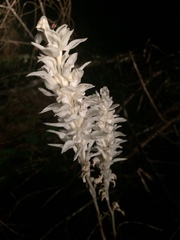 Cephalanthera austiniae