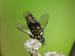 Paragus