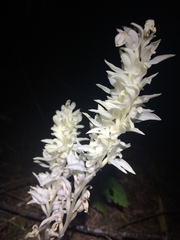 Cephalanthera austiniae