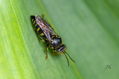 Bembecinus borneanus