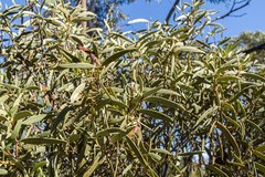 Santalum spicatum