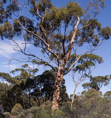 Eucalyptus salmonophloia