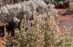 Atriplex nummularia
