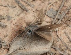 Pelopidas mathias mathias