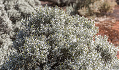 Cratystylis conocephala