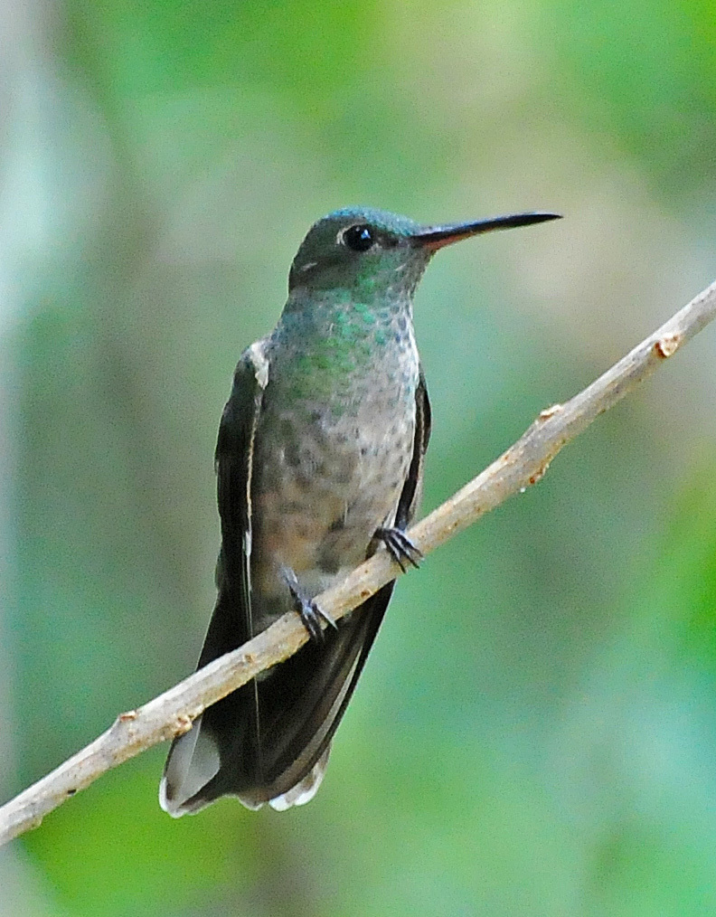 Phaeochroa