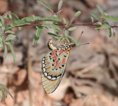 Acraea induna induna