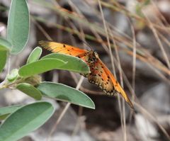 Acraea induna induna