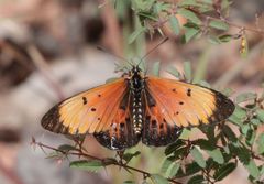 Acraea induna induna