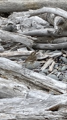 Anthus novaeseelandiae