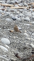 Anthus novaeseelandiae