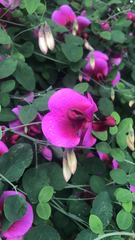 Lathyrus grandiflorus