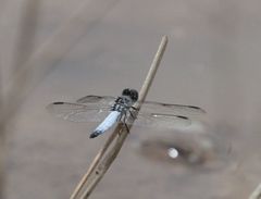 Palpopleura deceptor