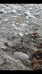 Anthus novaeseelandiae