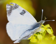 Euchloe