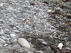 Anthus novaeseelandiae