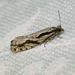Black Dash Epinotia Moth - Photo (c) Diane P. Brooks, some rights reserved (CC BY-NC-SA), uploaded by Diane P. Brooks