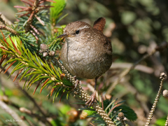 Troglodytes troglodytes zetlandicus