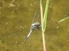 Orthetrum albistylum speciosum