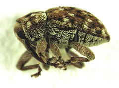 Storeus albosignatus