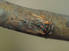 Cicadatra hyalina