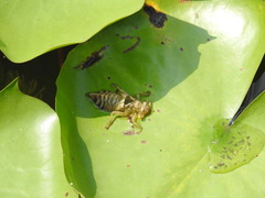 Sinictinogomphus clavatus
