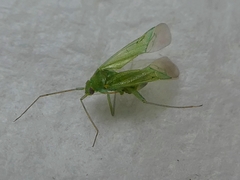 Pterygota