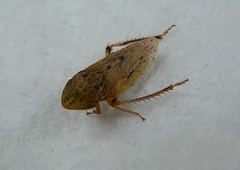 Cicadomorpha