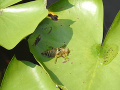 Sinictinogomphus clavatus