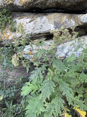 Berkheya bipinnatifida bipinnatifida