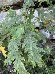 Berkheya bipinnatifida bipinnatifida