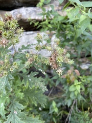 Berkheya bipinnatifida bipinnatifida