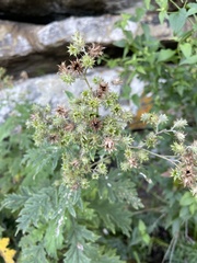 Berkheya bipinnatifida bipinnatifida