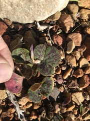 Oxalis pulchella