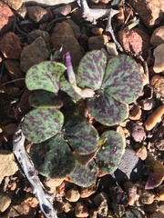 Oxalis pulchella