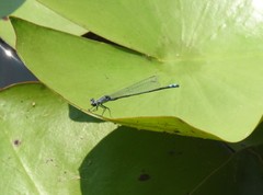 Paracercion calamorum