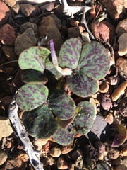 Oxalis pulchella