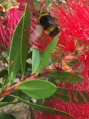 Bombus terrestris
