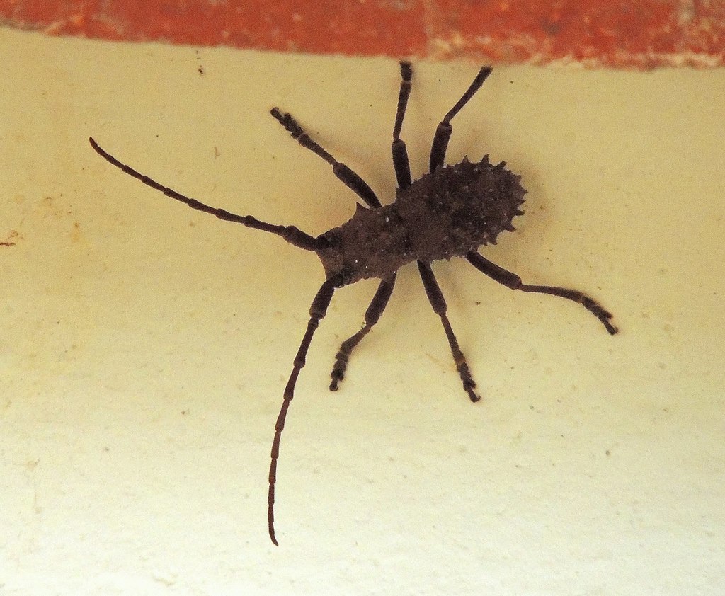 Neophrissoma