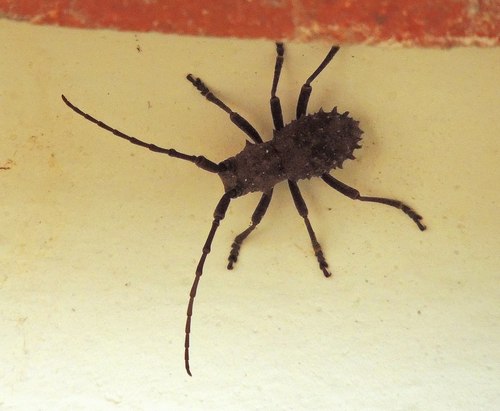 Neophrissoma