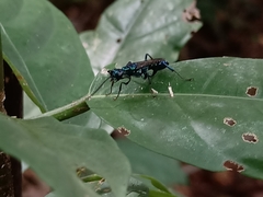 Trirogma caerulea