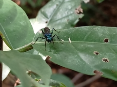 Trirogma caerulea