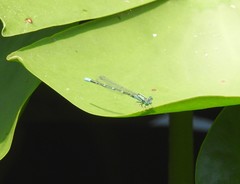 Paracercion hieroglyphicum