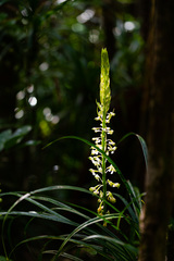 Calanthe balansae