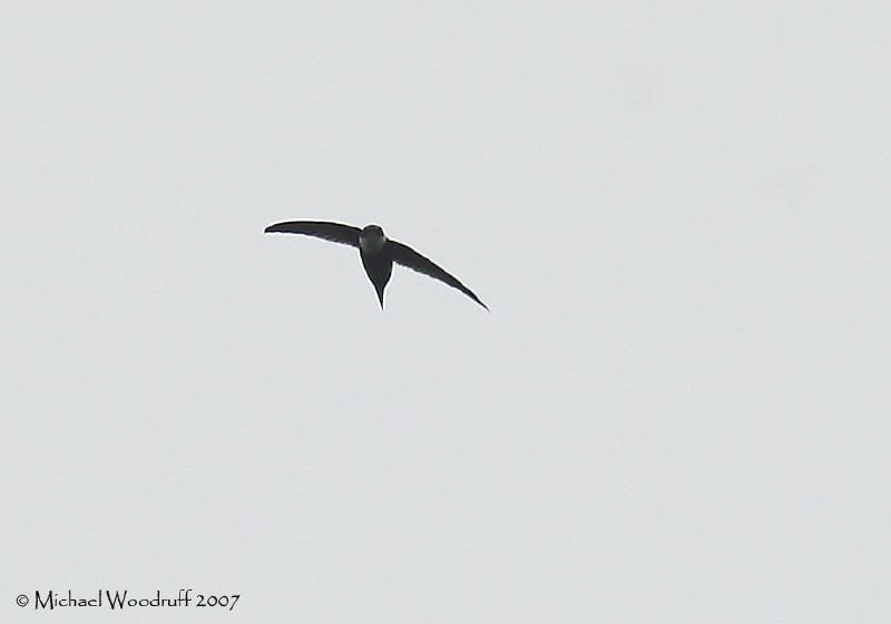 Swallow-tailed Swifts