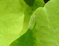 Paracercion hieroglyphicum