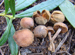 Cortinarius scobinaceus